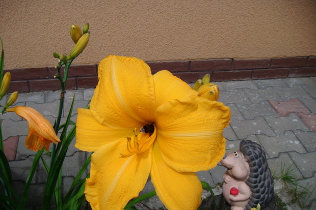 Pszczółki lubią liliowce,jeżyki chyba też....