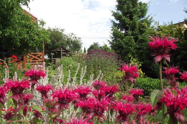 Pyszniące się na rabacie kwiatowej pysznogłówki.