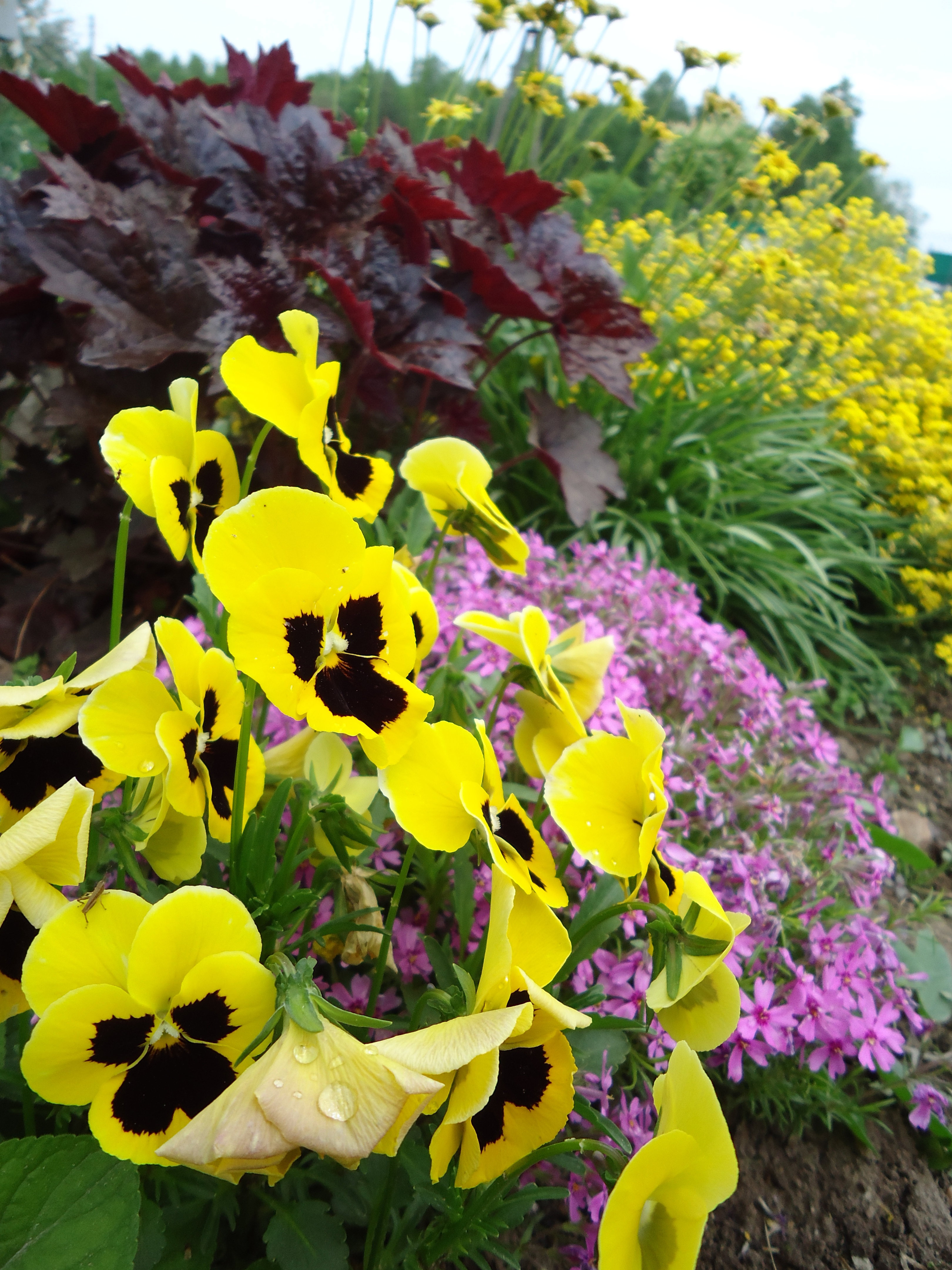 Rabata:) Bratki ładnie się komponują z żurawką