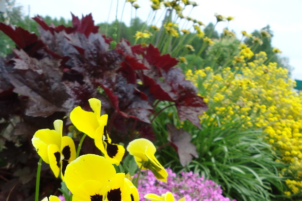 Rabata:) Bratki ładnie się komponują z żurawką