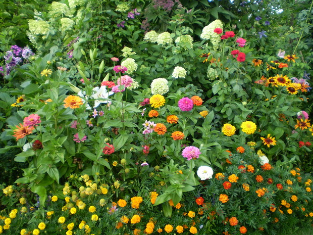 Rabatka z cyniami, rudbekiami, różami , liliami i aksamitkami