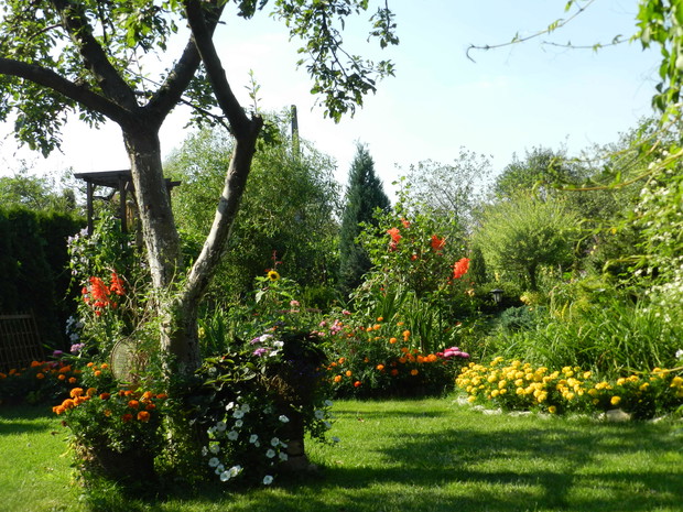 Rabaty latem obfitują w aksamitki,mieczyki,róże,astry i ostróżki