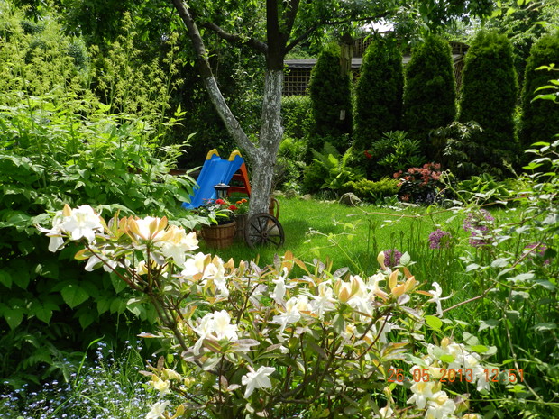 rabaty z azaliami i różanecznikami