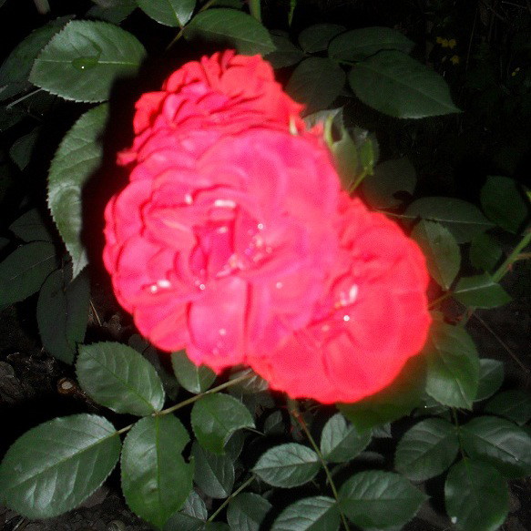 róża nocą ,w moim ogrodzie