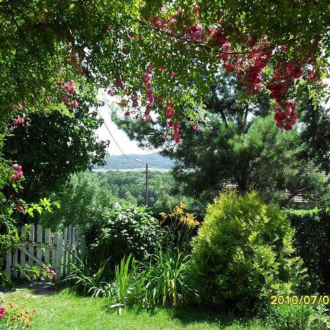  róża pnąca - widok z pokoju