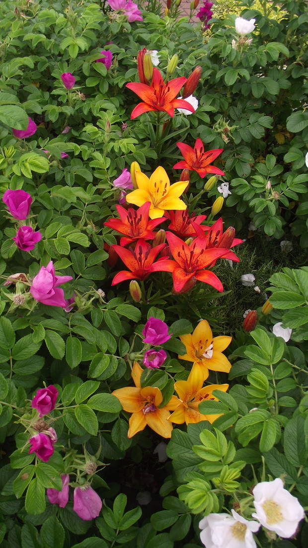 róża pomarszczona z liliami -przed garażem