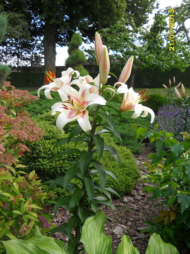 Rozsiewająca piękny zapach wieczorem.