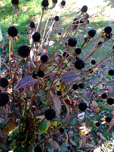 RUDBEKIA   PRZEKWITŁA 