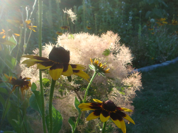 rudbekie na tle perukowca podolskiego