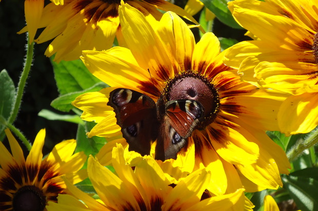 Rudbekie ozdobą są:)