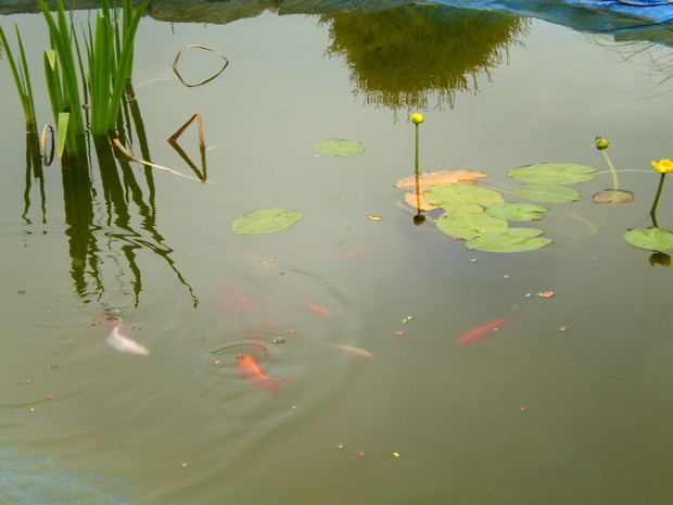 Rybki czują się w oczkach znakomicie, ich liczba wzrosła w ciągu roku do blisko pięćdziesięciu sztuk