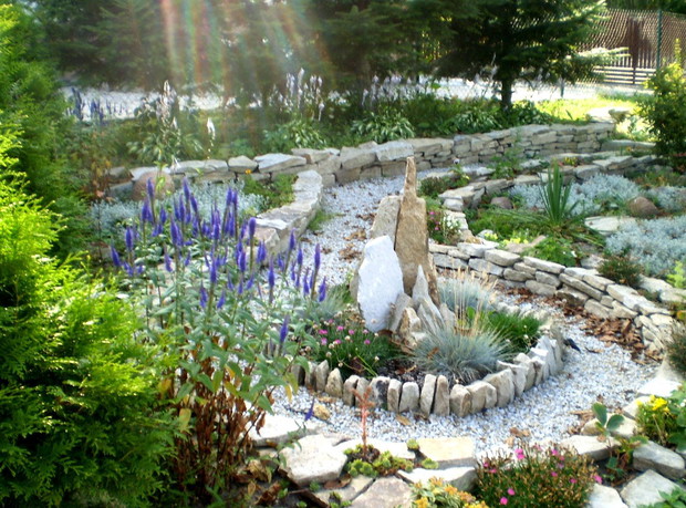 Skalniak rozjaśniają ścieżki z grysu, w tle funkie pod drzewami przed wysypaniem