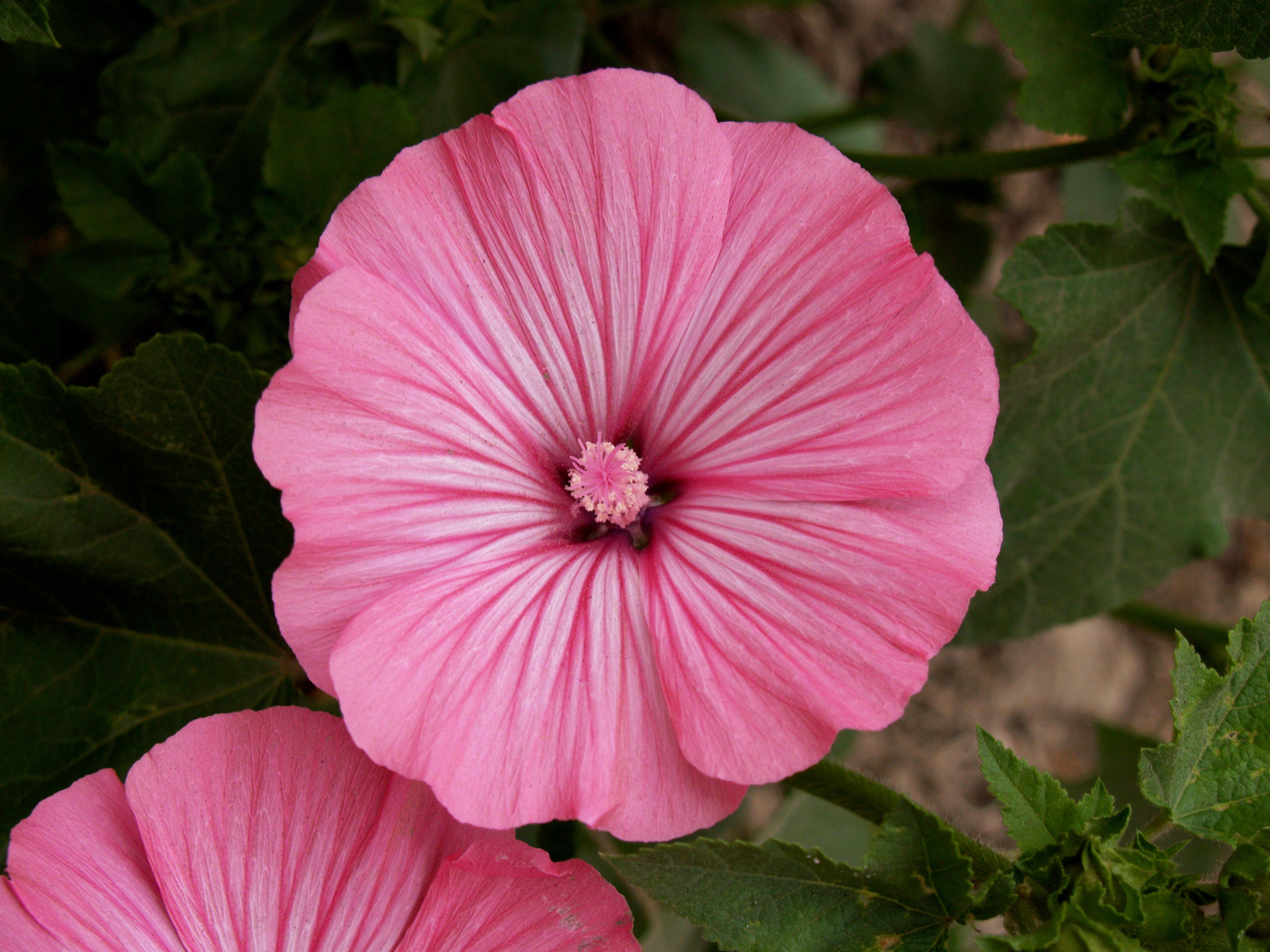 Ślazówka letnia zachwyciła mnie burzą pięknych różowych pasiastych kwiatów, które wyglądają jak sylwestrowe fajerwerki na nocnym niebie.