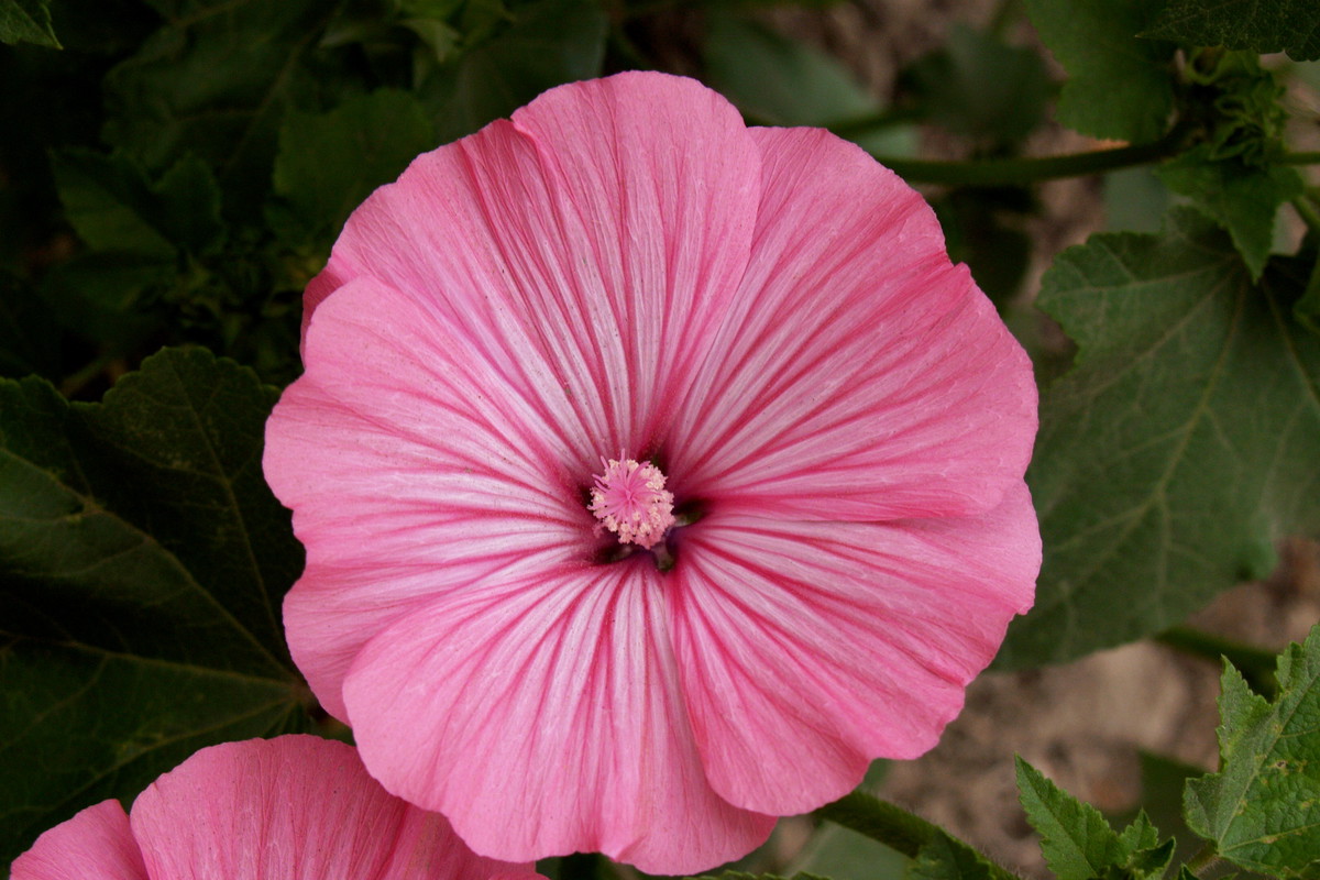 Ślazówka letnia zachwyciła mnie burzą pięknych różowych pasiastych kwiatów, które wyglądają jak sylwestrowe fajerwerki na nocnym niebie.