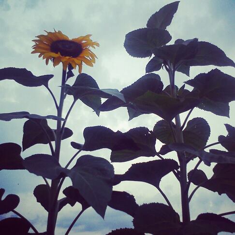 Słoneczniki do nieba.