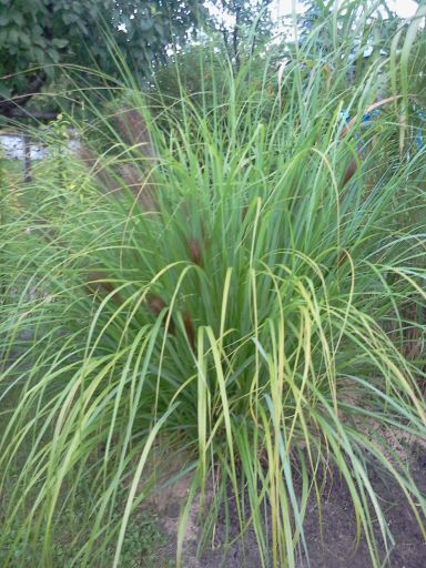 Spodobał mi się jej wygląd bo ma w sobie to coś ......