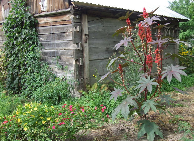 Stary spichrz jako element ogrodu i podpora, np. dla czerwonej fasolki