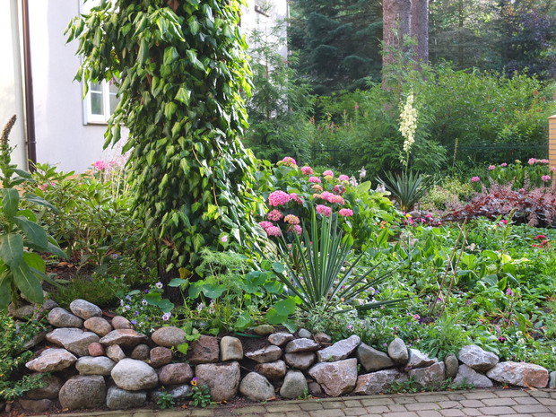 stary świerk otulony kolorowym bluszczem