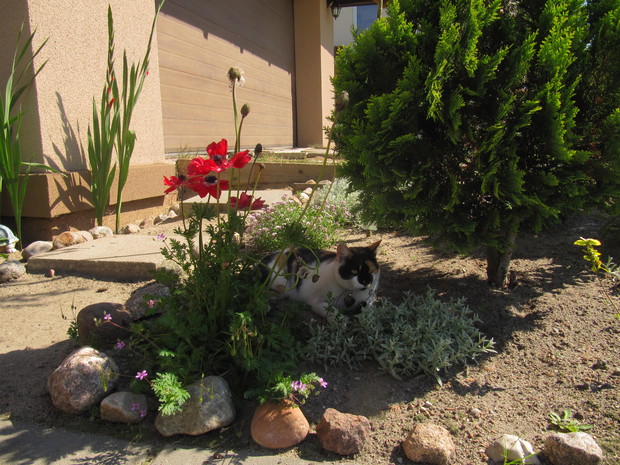 Stefani zawsze znajdzie kawałek cienia