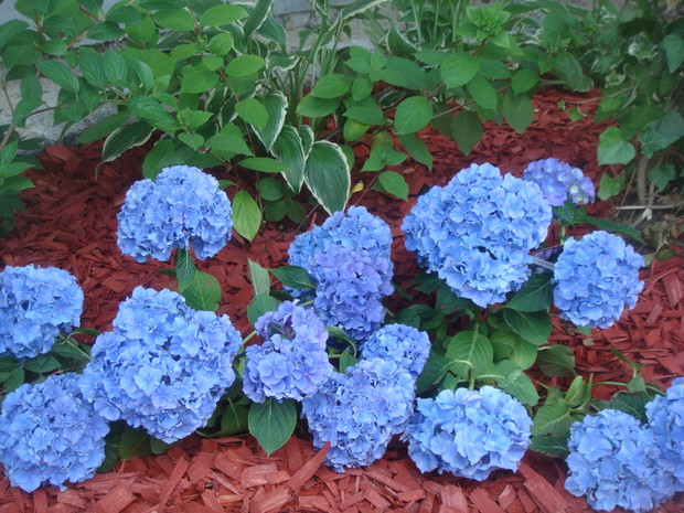 stosuję specjalny nawóz do hortensji ogrodowych