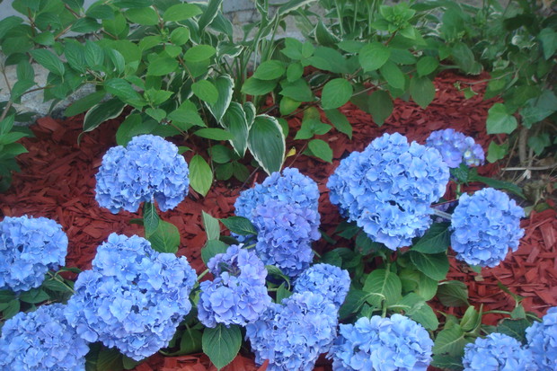 stosuję specjalny nawóz do hortensji ogrodowych