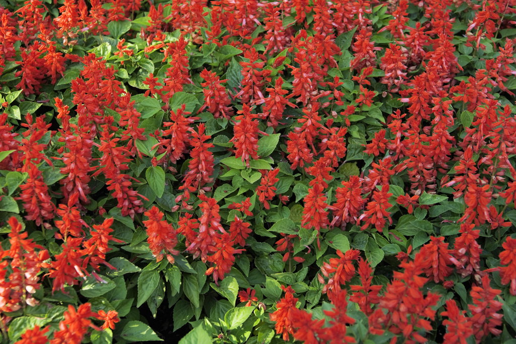 Szałwia błyszcząca tworzy piękne czerwone kwiatostany, gatunek do miejsc słonecznych