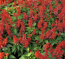 Szałwia błyszcząca tworzy piękne czerwone kwiatostany, gatunek do miejsc słonecznych