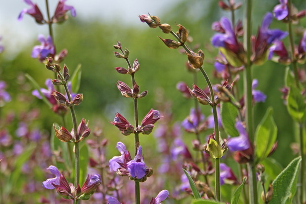 Szałwia lekarska jest dobrym sąsiedztwem dla upraw kapusty i marchwii