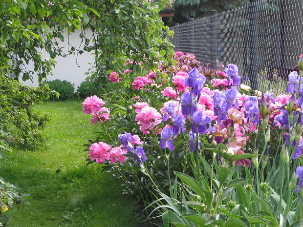 Szpaler sędziwych piwonii i irysów bródkowych wzdłuż ogrodzenia.