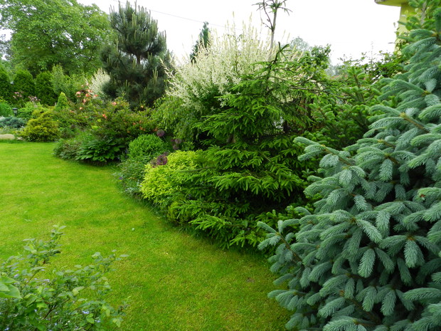 Tą rabatę nazywam rabatą ''Baryły'' Lubię krzewy zimozielone,wiosną mają piękne seledynowe przyrosty a zimą wspaniale wyglądają na tle śniegu