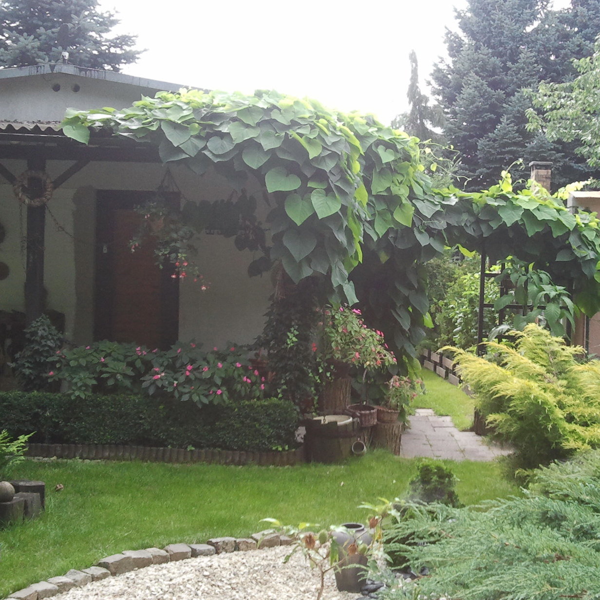 Tajemne przejscie do tylu ogrodu...co tam jest??