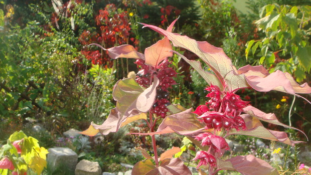 tak pięknie się prezentowała jesienią... Leycesteria "Purple Rain" niestety nie przetrwała zimy
a może nieodpowiednio ją zabezpieczyłam