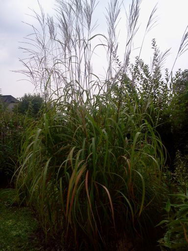 To była pierwsza z moich traw , jest niezwykle dekoracyjna .