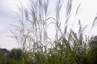 To była pierwsza z moich traw , jest niezwykle dekoracyjna .