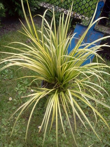 To kolejna  kolekcja do ogrodu  traw ozdobnych.