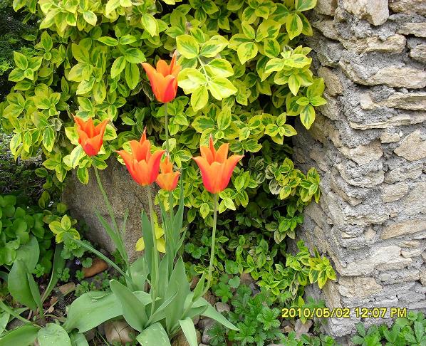 tulipany i trzmielina