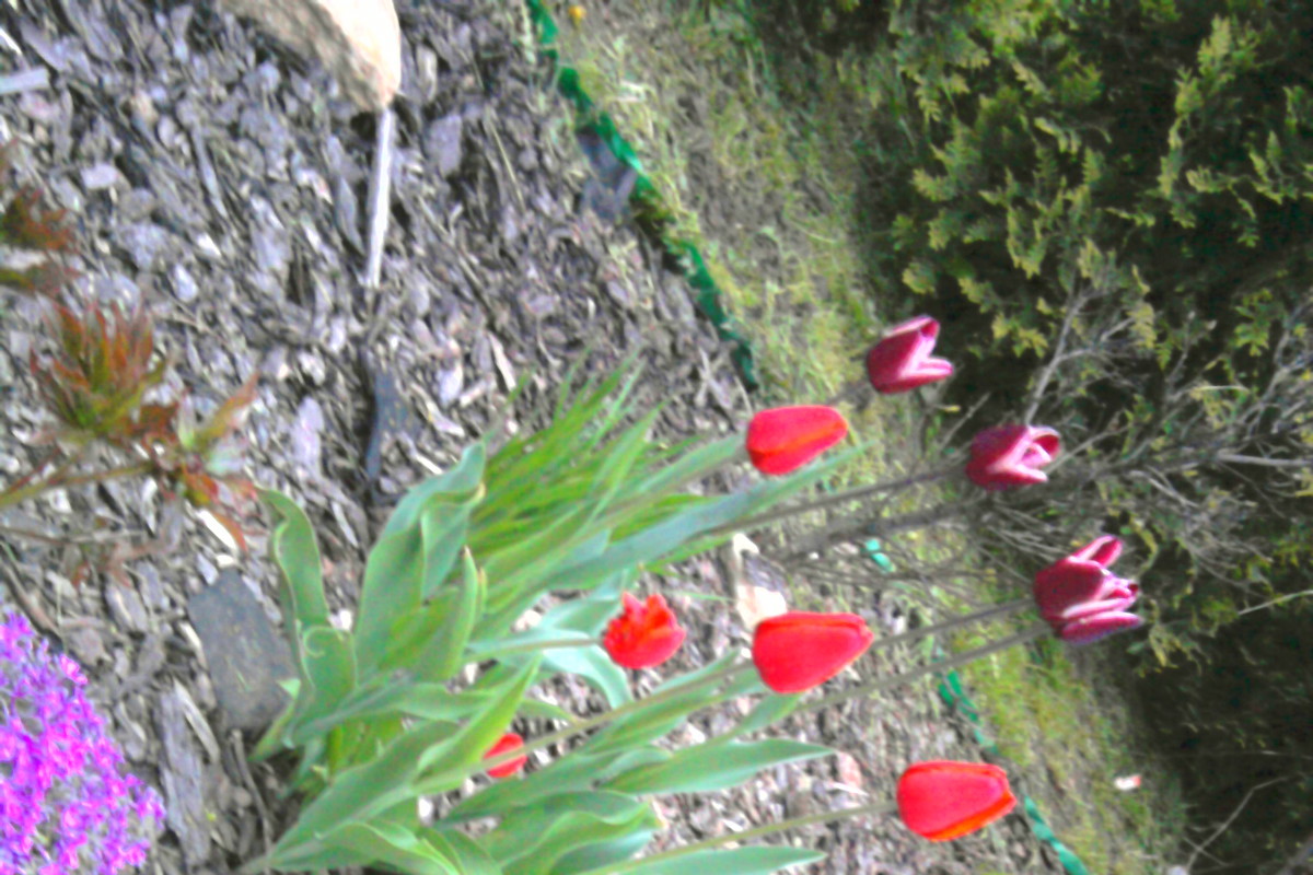 Tulipany...