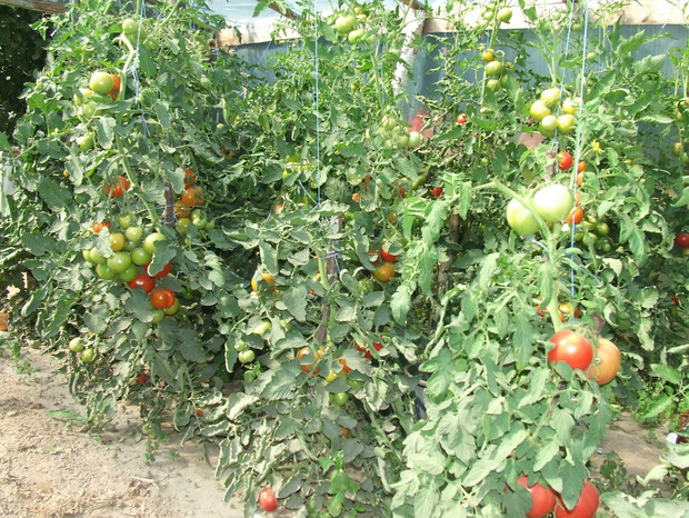Tunel foliowy w pobliżu domu - super wygodnie, zwłaszcza gdy trzeba szybko znaleźć coś na sałatkę do obiadu