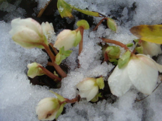 u mnie sezon otwierają ciemierniki ,ranniki, przylaszczki ,krokusiki