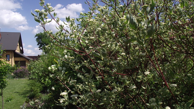 ukochane derenie i kalina,która kojarzy mi się ze szczęśliwym dzieciństwem-dalej krzewuszki,jaśmin,żylistek,forsycja,tawuła i berberysy