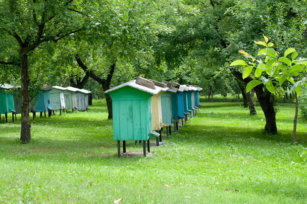 ule pośród drzew...