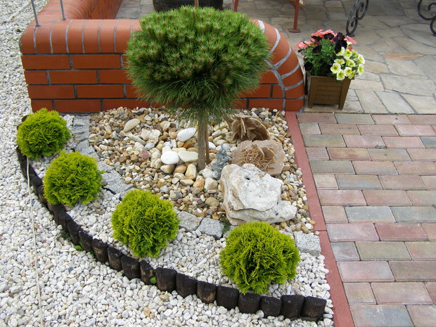 Uroczy kącik tworzą szczepiona sosna i  tuje kuliste Danica, uroku dodają róże pustyni.