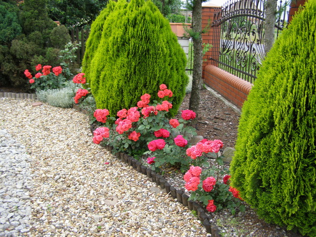 Uwielbiam wszystkie kwiaty, ale róże mają szczególne miejsce w moim sercu.