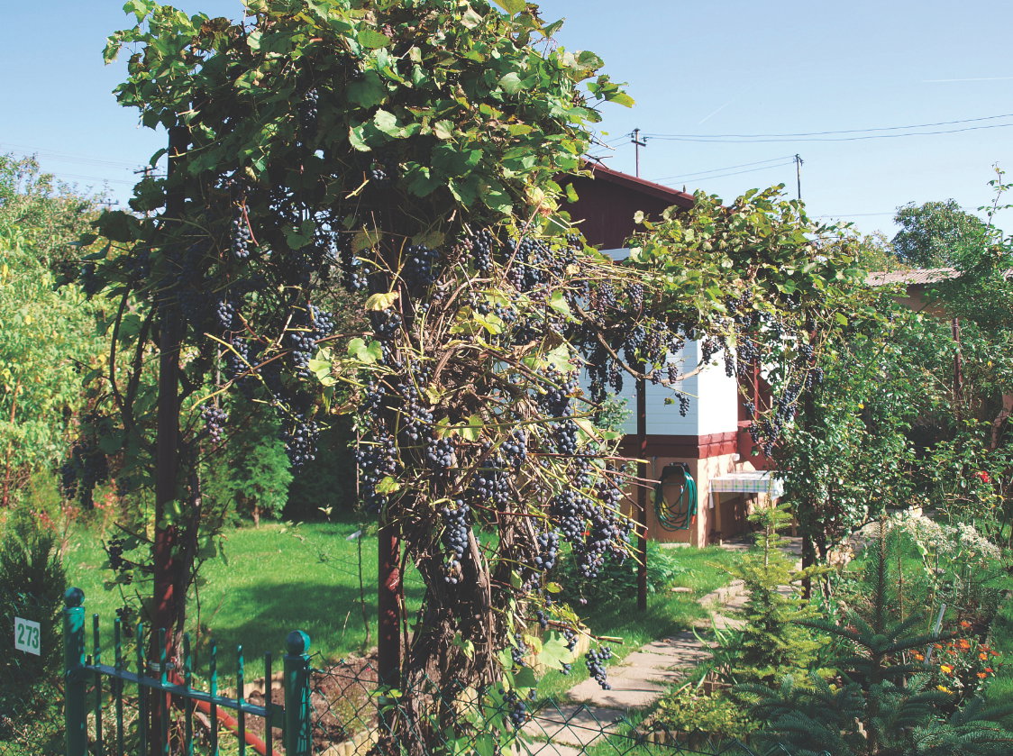 W naszym ogrodzie każdy znajdzie chwilę wytchnienia od codziennych obowiązków. 