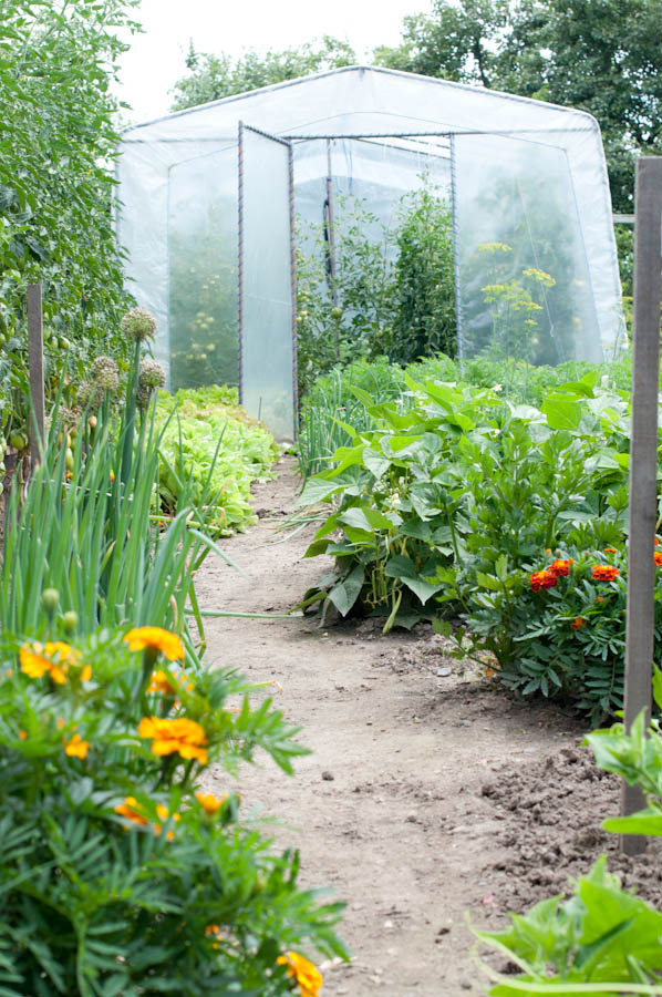 w ogródku foliak z pomidorami
