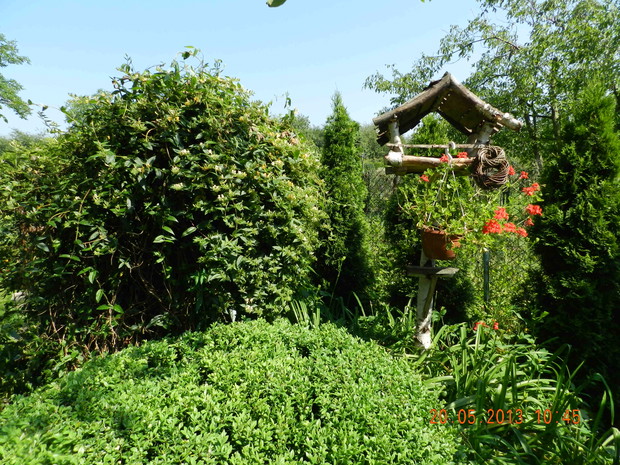 W ogrodzie nie może zabraknąć karmników dla ptaków i budek lęgowych,u mnie stoi obok wiciokrzewu,który posadzony na starej przyciętej olszynie,stanowi  dla nich doskonałe schronienie