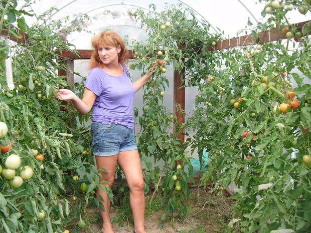 W tunelu foliowym wśród pomidorów i papryki