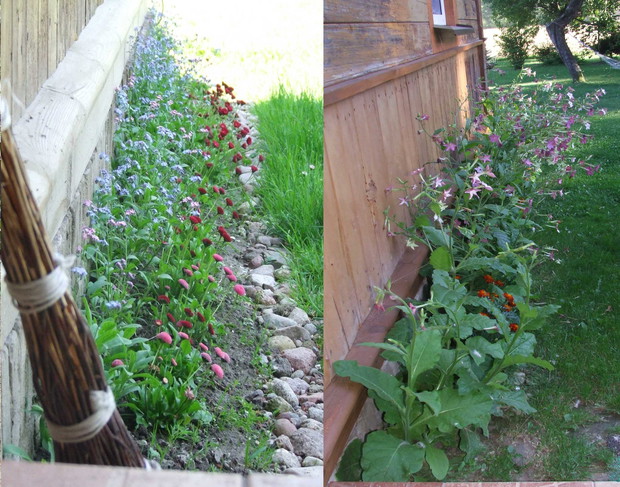 Wejście domu wita najpierw stokrotkami i niezapominajkami potem silnie pachnącym tytoniem ozdobnym