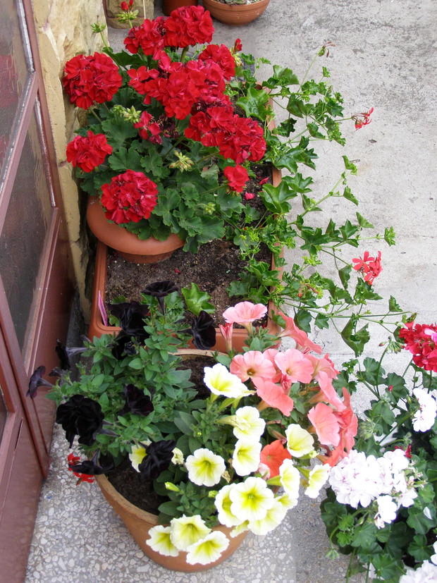 Wejście domu zdobią surfinie i pelargonie.