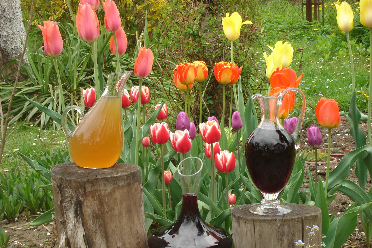 Wino z winogron tłoczone,
Z tulipanami zaprzyjaźnione.